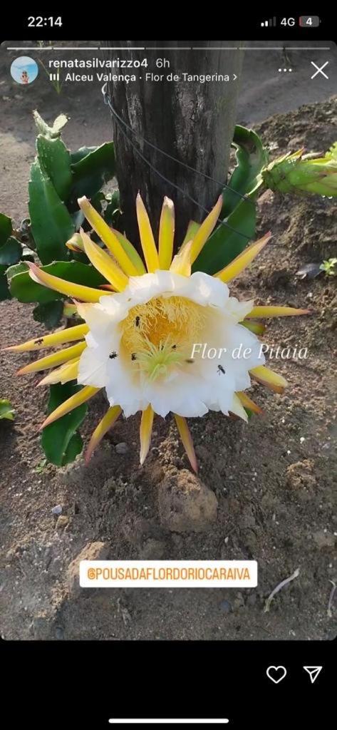 Chalés Flor do Rio Caraíva Esterno foto